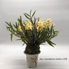 Den. moniliforme Yashiro 八代 (3)